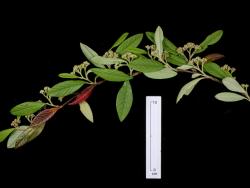 Cotoneaster salicifolius: Branch with flowers in bud.
 Image: D. Glenny © Landcare Research 2017 CC BY 3.0 NZ